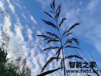 友好分析iphone 12 Pro max怎么样？千万不要上当？!!!!【问题求助】