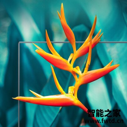 直奔主题：TCL32L8H平板电视感受怎么样？谁知道呀，进来说说感受
