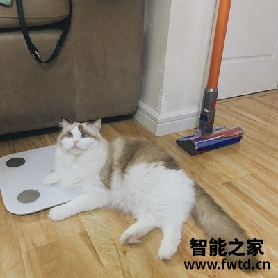 内幕爆料戴森V8 Fluffy怎么样,质量评测好不好用 