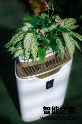 交流幸福森林森林王空气净化器怎么样,点评一个月后感受!!!【内幕大揭露