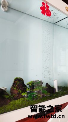 arowanahome鱼缸怎么样?讲一讲体验真相感受? 