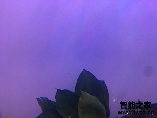 老实讲arowanahome鱼缸怎么样?讲一讲体验真相感受? 老实讲arowanahome鱼缸怎么样?讲一讲体验真相感受?