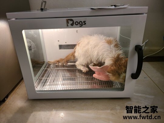 宠物烘干箱怎么样到底好不好用？用过的讲讲真相？