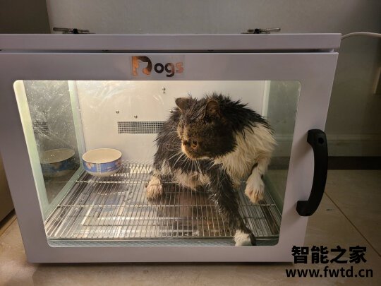 宠物烘干箱怎么样到底好不好用？用过的讲讲真相？