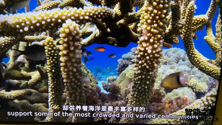 【不看后悔】索尼55x80j和9000h 哪款好用？谁是性价比之王